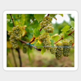 Ripening grapes on the vine Sticker